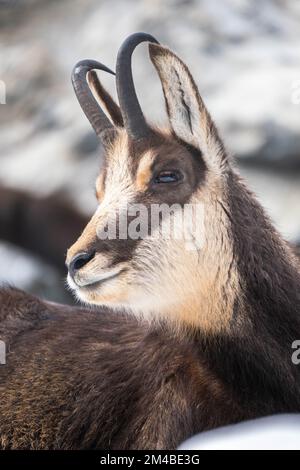 Gros plan sur Tatra Chamois (Rupicapra rupicapra tatrica) Banque D'Images