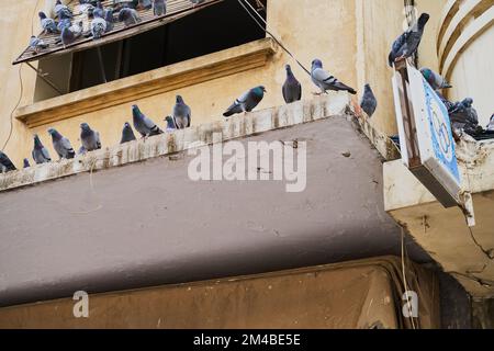 Pigeons sans abri dans une rue marocaine Banque D'Images