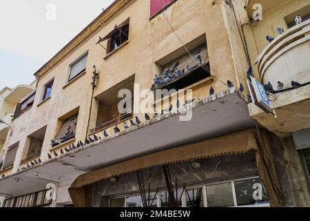 Pigeons sans abri dans une rue marocaine Banque D'Images