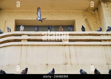 Pigeons volant dans une rue marocaine Banque D'Images