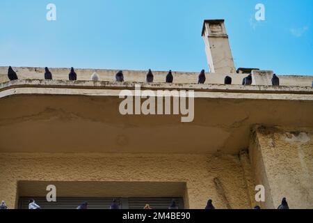 Pigeons sans abri dans une rue marocaine Banque D'Images