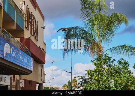 Pigeons volant dans une rue marocaine Banque D'Images