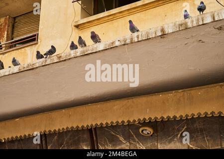 Pigeons sans abri dans une rue marocaine Banque D'Images