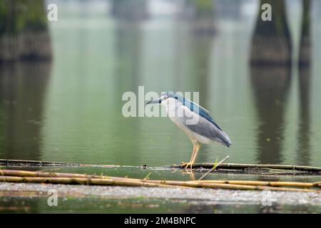 Magnifique Heron de nuit à couronne noire (Nycticorax nycticorax) sur une journée ensoleillée en été Banque D'Images