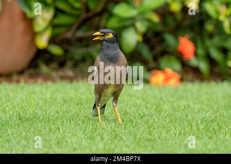 Belle myna commune ou myna indienne (Acridotheres tristis) marchant dans l'herbe verte lors d'une journée ensoleillée en été Banque D'Images