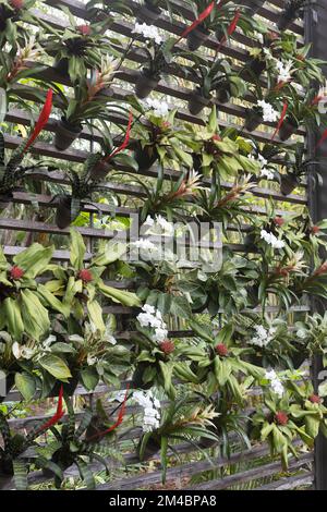Un jardin mural vertical extérieur avec des broméliades et des orchidées. Banque D'Images