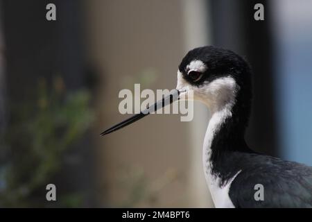 Gros plan sur le stilt à col noir (Himantopus mexicanus) à Monterey, en Californie. Banque D'Images