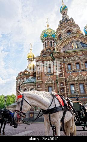 Promenades en calèche en face de l'Église de notre Sauveur sur le sang renversé avec à Saint-Pétersbourg - Russie. 24th de juin 2011 Banque D'Images