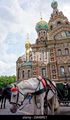 Promenades en calèche en face de l'Église de notre Sauveur sur le sang renversé avec à Saint-Pétersbourg - Russie. 24th de juin 2011 Banque D'Images