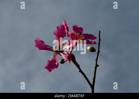 La fleur rose et blanche particulière du kapok Banque D'Images