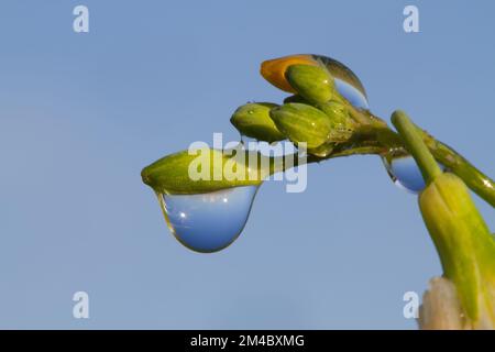Gros plan des gouttes d'eau accrochées au bourgeon de radis fourragers sous le ciel bleu Banque D'Images
