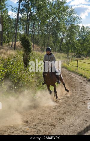 Lady forme un cheval assis dans un soyeux sur une piste. Photo de haute qualité Banque D'Images