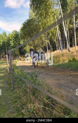 Lady forme un cheval assis dans un soyeux sur une piste. Photo de haute qualité Banque D'Images