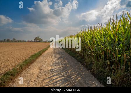 La route de campagne longe le champ de maïs et les champs labourés dans la vallée du po italien avec un ciel bleu avec des nuages blancs Banque D'Images