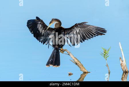 Anhinga (Anhinga anhinga) sèche ses ailes au soleil au lac Apopka, Floride, États-Unis. Banque D'Images