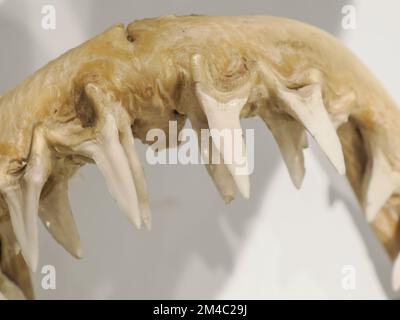 Mâchoire de requin mako avec détail des dents Banque D'Images