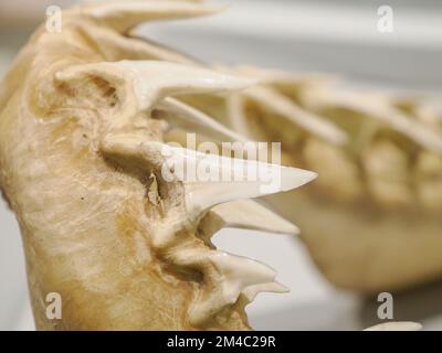 Mâchoire de requin mako avec détail des dents Banque D'Images