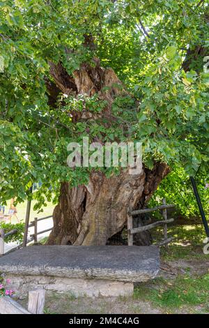 tilleul, arbre de la vieillesse, macugnaga, italie Banque D'Images