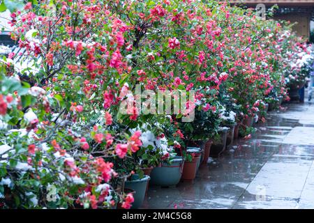 Les belles plantes à fleurs Camellia sasanqua couvertes de neige avec ses fleurs roses Banque D'Images