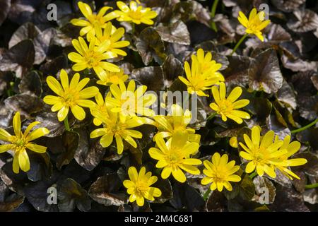 FICAria verna 'brazen Hussy, petite célandine, pileport, fleurs jaunes, feuilles de bronze foncé Banque D'Images