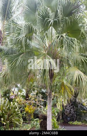 Livistona chinensis - paume éventail chinoise. Banque D'Images