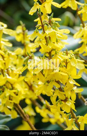 Forsythia x Intermedia week End Courtalyn, Forsythia x Intermedia Courtalyn, Forsythia Weekend, fleurs jaune or et jaune vif abondantes Banque D'Images