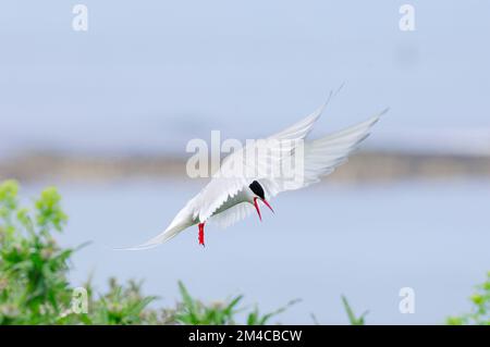 Sterne arctique (Sterna paradisaea) adulte survolant une colonie reproductrice, îles Farne, côte de Northumberland, Angleterre, juin 2006 Banque D'Images