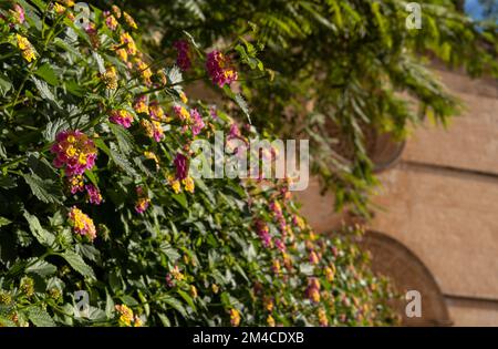 Gros plan des fleurs lilas et jaunes de l'usine de drapeau espagnol, Lantana aculeata. Île de Majorque, Espagne Banque D'Images