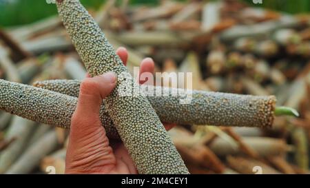 Millet perlé (Bajra). Beaucoup d'oreilles de millet biologique tas dans le champ. Pile de millet mûr récoltée sur les terres agricoles. Récolte des cultures d'été indiennes Banque D'Images