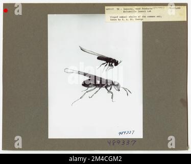 Produits forestiers insectes - tous les États. Photographies relatives aux forêts nationales, aux pratiques de gestion des ressources, au personnel et à l'histoire culturelle et économique Banque D'Images