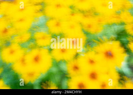 Des fleurs de jardin, Grand Sudbury, Ontario, Canada Banque D'Images