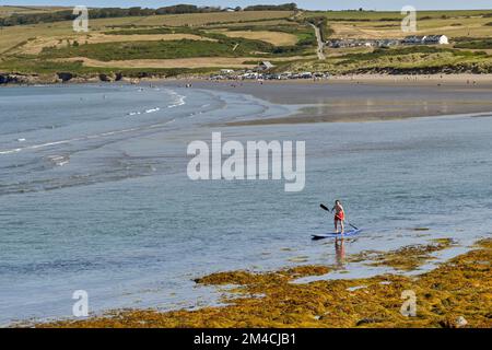 Newport, Pembrokeshire, pays de Galles - août 2022 : paddleboard sur l'estuaire à marée basse Banque D'Images