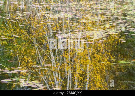 Le bouleau blanc d'automne se reflète dans un étang de castors, Grand Sudbury, Ontario, Canada Banque D'Images