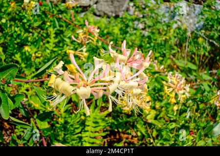 Sur les îles Ertholmen, un bouquet de feuilles de chèvre à fleurs Honeysuckle sur Christiansö, Ertholmene, Danemark. Banque D'Images