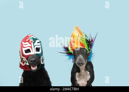 Deux chiens célébrant le carnaval ou le nouvel an portant un costume de lutte et une perruque colorée. Isolé sur fond bleu pastel Banque D'Images