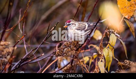 Femelle de Redpoll commun (Acanthis flammea), immature, perchée sur une branche, à l'automne, avec des feuilles jaunes Banque D'Images