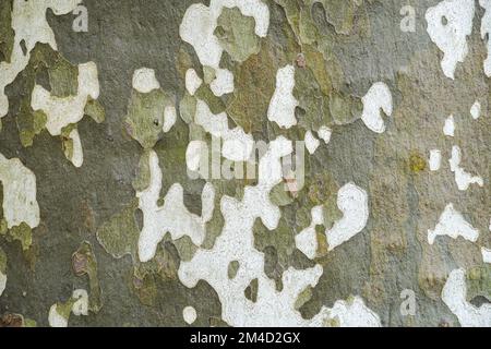 Plan arbre écorce gros plan comme arrière-plan. Banque D'Images