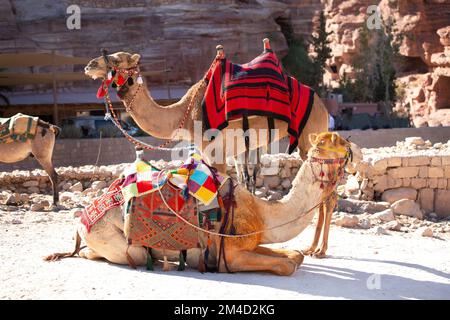 Deux portraits de chameaux sous des rochers rouges à Petra, en Jordanie Banque D'Images
