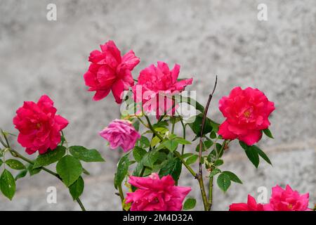 Fleurs roses sur fond gris. Banque D'Images