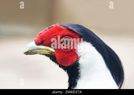 Portrait de faisan argenté. Oiseau avec un plumage coloré en gros plan. Lophura nycthemera. Banque D'Images