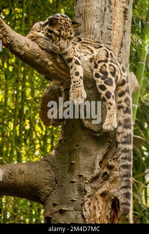 Un léopard trouble (Neofelis nebulosa) dans un arbre au zoo de Nashville, Tennessee. Banque D'Images
