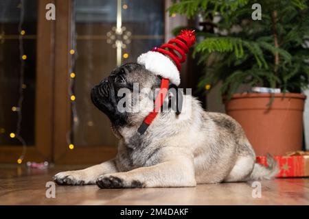 Un petit chiot d'un an dans une casquette de Noël. Noël, nouvel an et chiens, animaux de compagnie. Banque D'Images