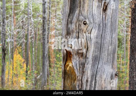 De vieilles traces de brûlure sur un tronc de pin mort debout dans le parc national d'Oulanka, dans le nord de la Finlande Banque D'Images