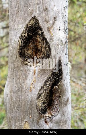 De vieilles traces de brûlure sur un tronc de pin mort debout dans le parc national d'Oulanka, dans le nord de la Finlande Banque D'Images