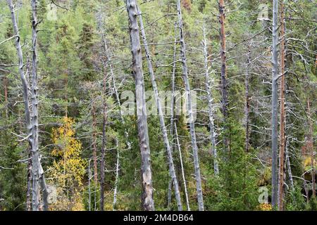 Une forêt de conifères ancienne avec beaucoup de pins morts debout dans le parc national d'Oulanka, dans le nord de la Finlande Banque D'Images