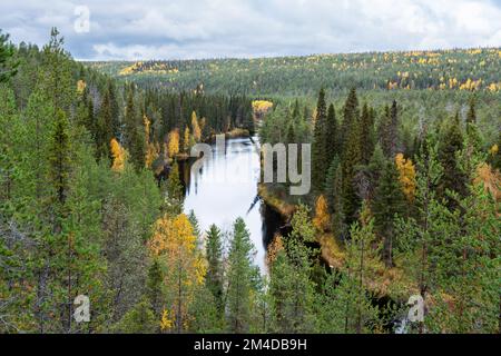 Vue sur la rivière Oulankajoki et les grands arbres de l'épinette lors d'une journée d'automne dans le parc national d'Oulanka, dans le nord de la Finlande Banque D'Images