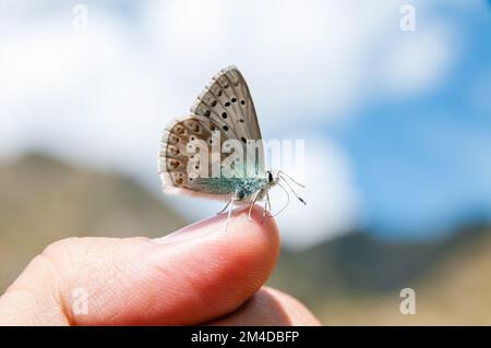 Le papillon bleu d'Amanda, Polyommatus amandus, sur la main d'un homme Banque D'Images