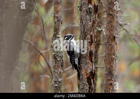 Pic à trois doigts de femme perchée sur un pin dans une forêt du parc national d'Oulanka, dans le nord de la Finlande Banque D'Images