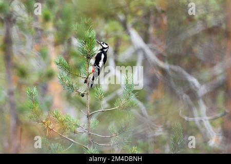 Grand pic à pois accroché à un petit pin avec des cônes dans le parc national d'Oulanka, dans le nord de la Finlande Banque D'Images