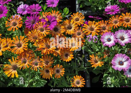 Orange et violet Rudbeckia hirta, communément appelé Susan à yeux noirs fleurs décoratives de jardin closeup arrière-plan Banque D'Images